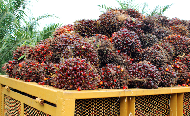 Palm Fruit Bunches (Racimos frescos)